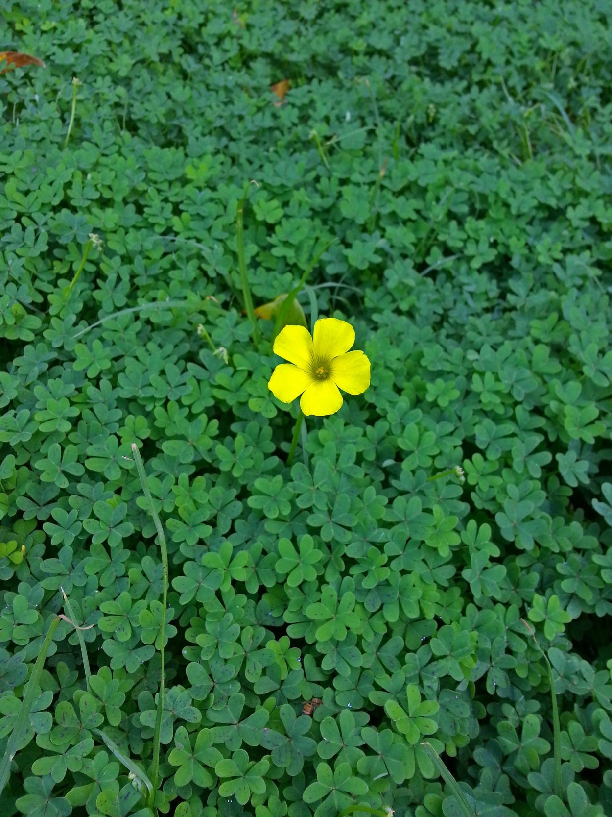 Лапчатка гусиная