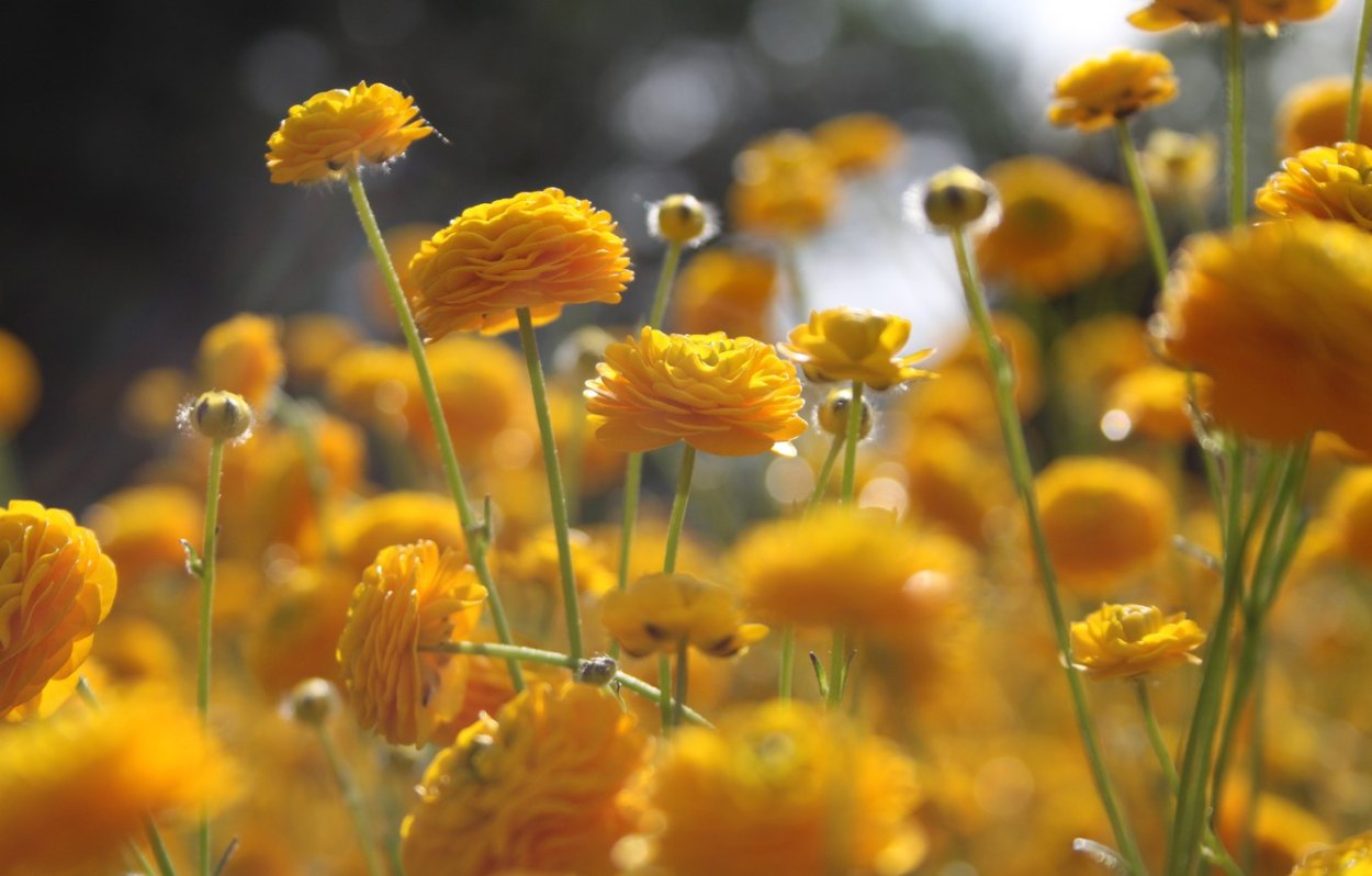 Жёлтый цветок