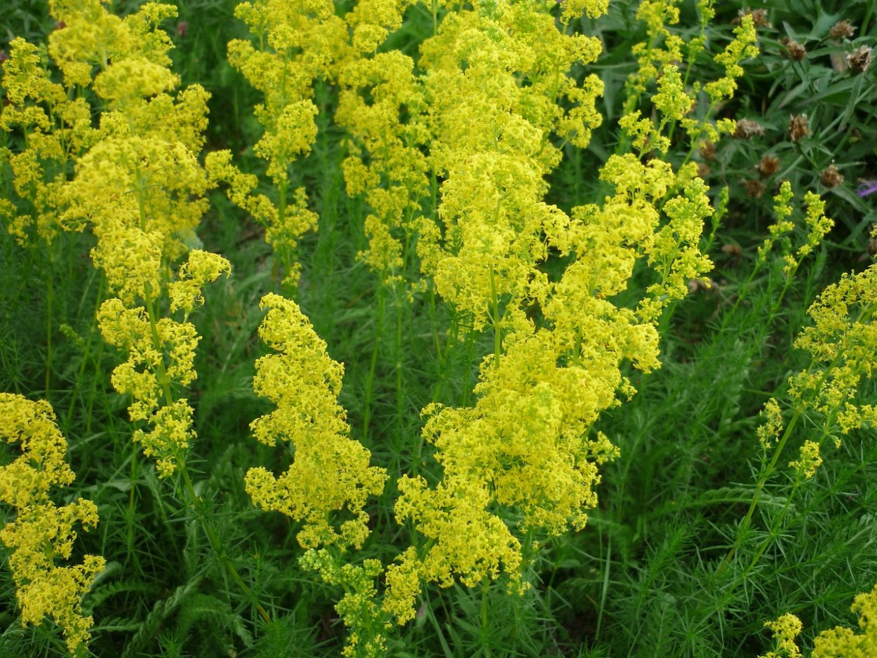 Полевые цветы желтые метелки