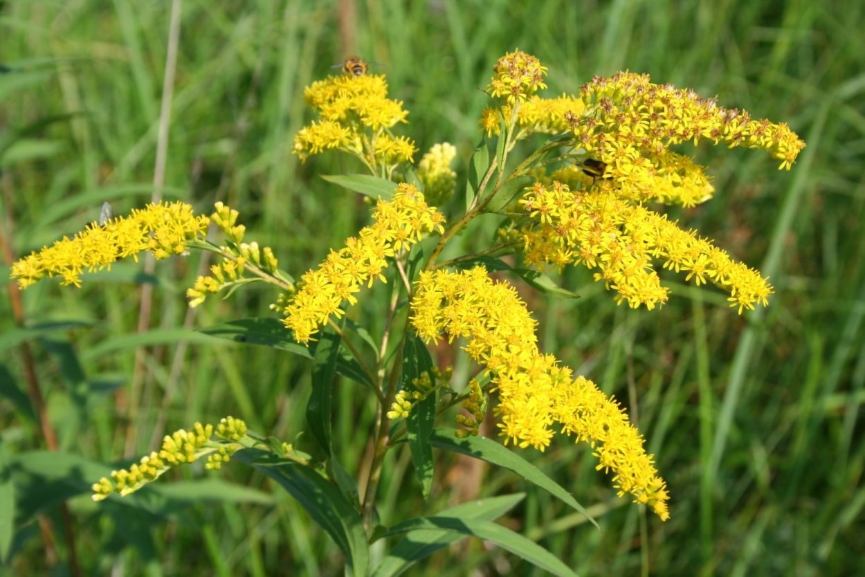 Жёлтые цветочки полевые