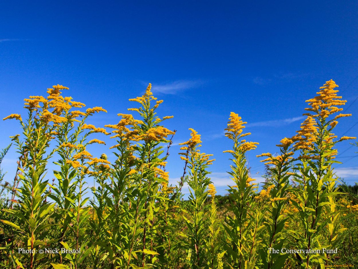 Полевые цветы Подмосковья желтые