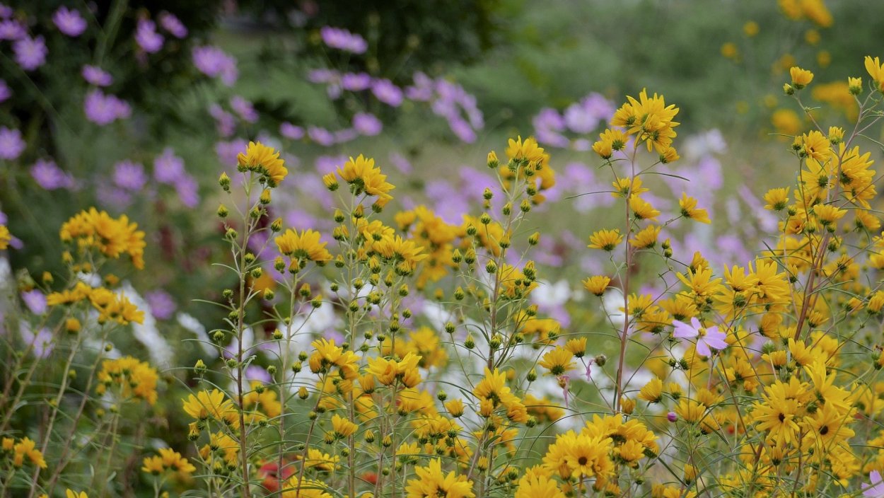 Золотарник канадский (Solidago canadensis)