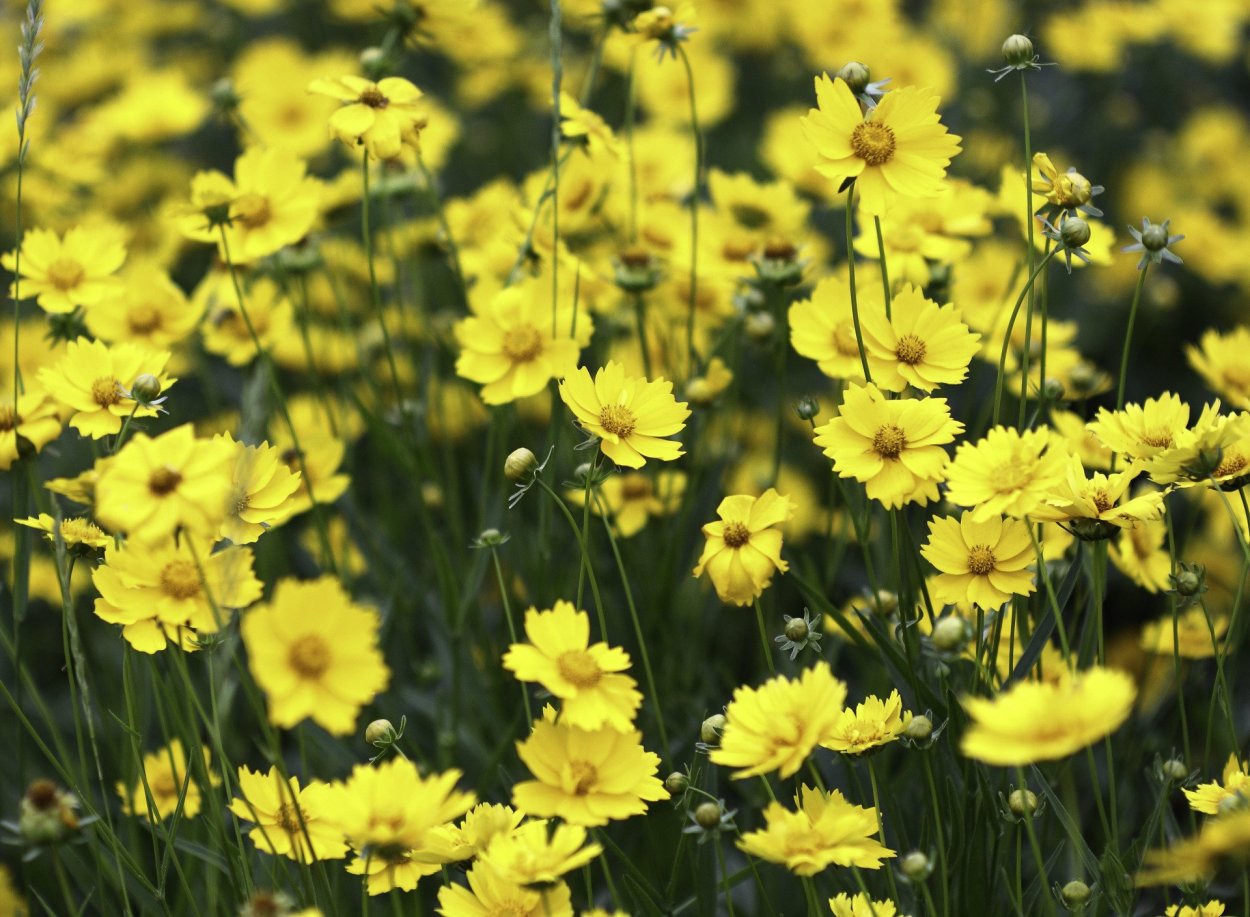 Рапс полевой желтый