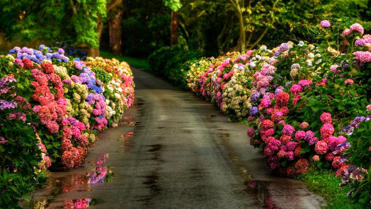 Португалия Азоры острова гортензия