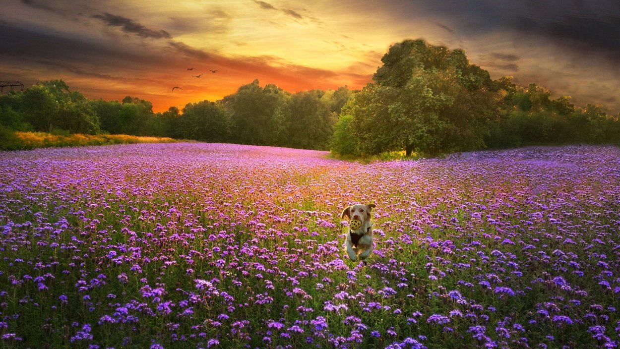 Лавандовая дорога