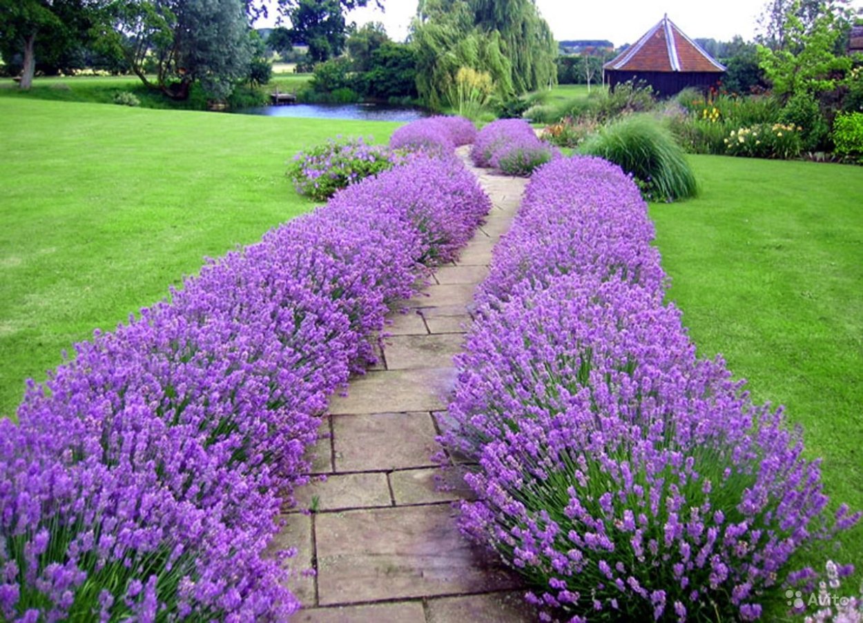 Лаванда котовник шалфей