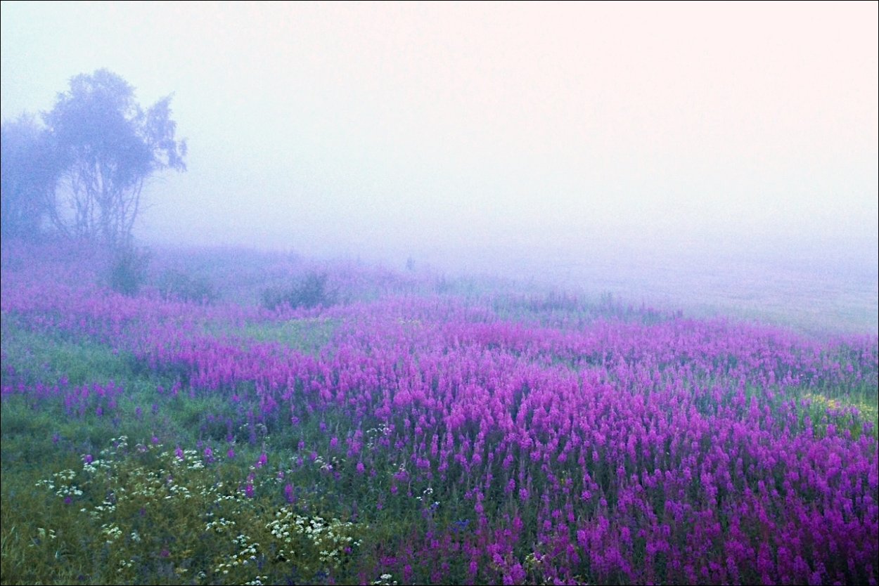 Сирень кустовая