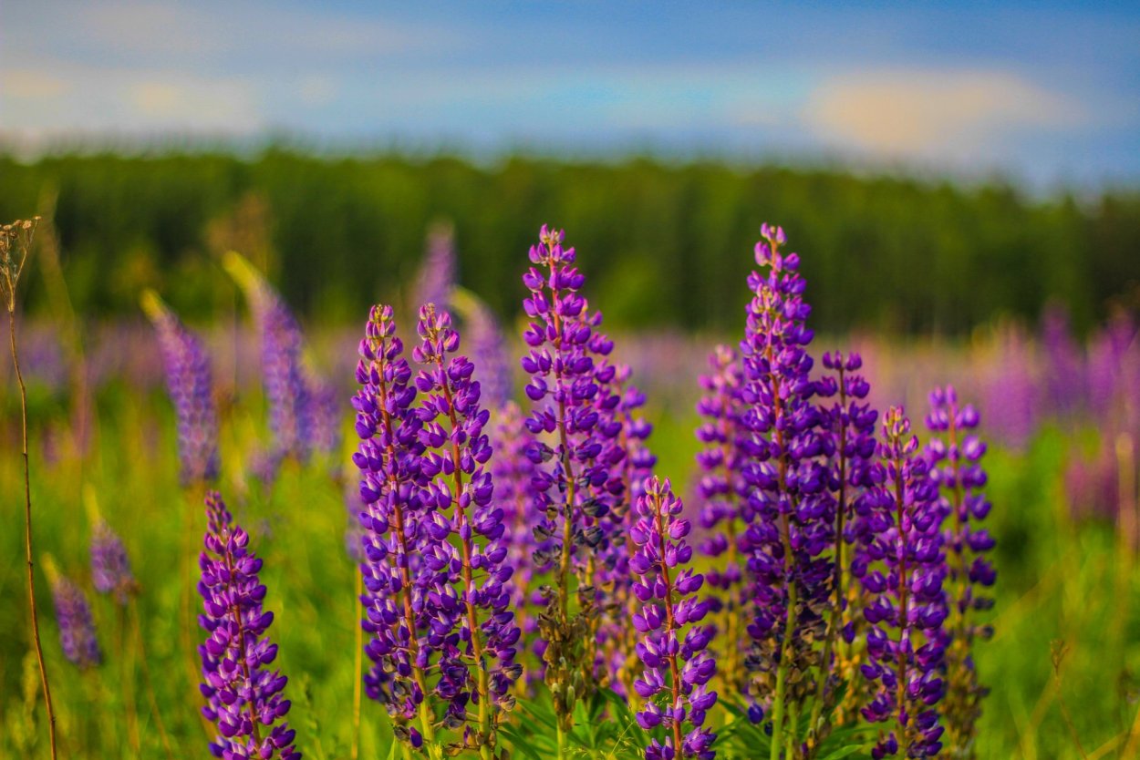 Лаванда узколистная