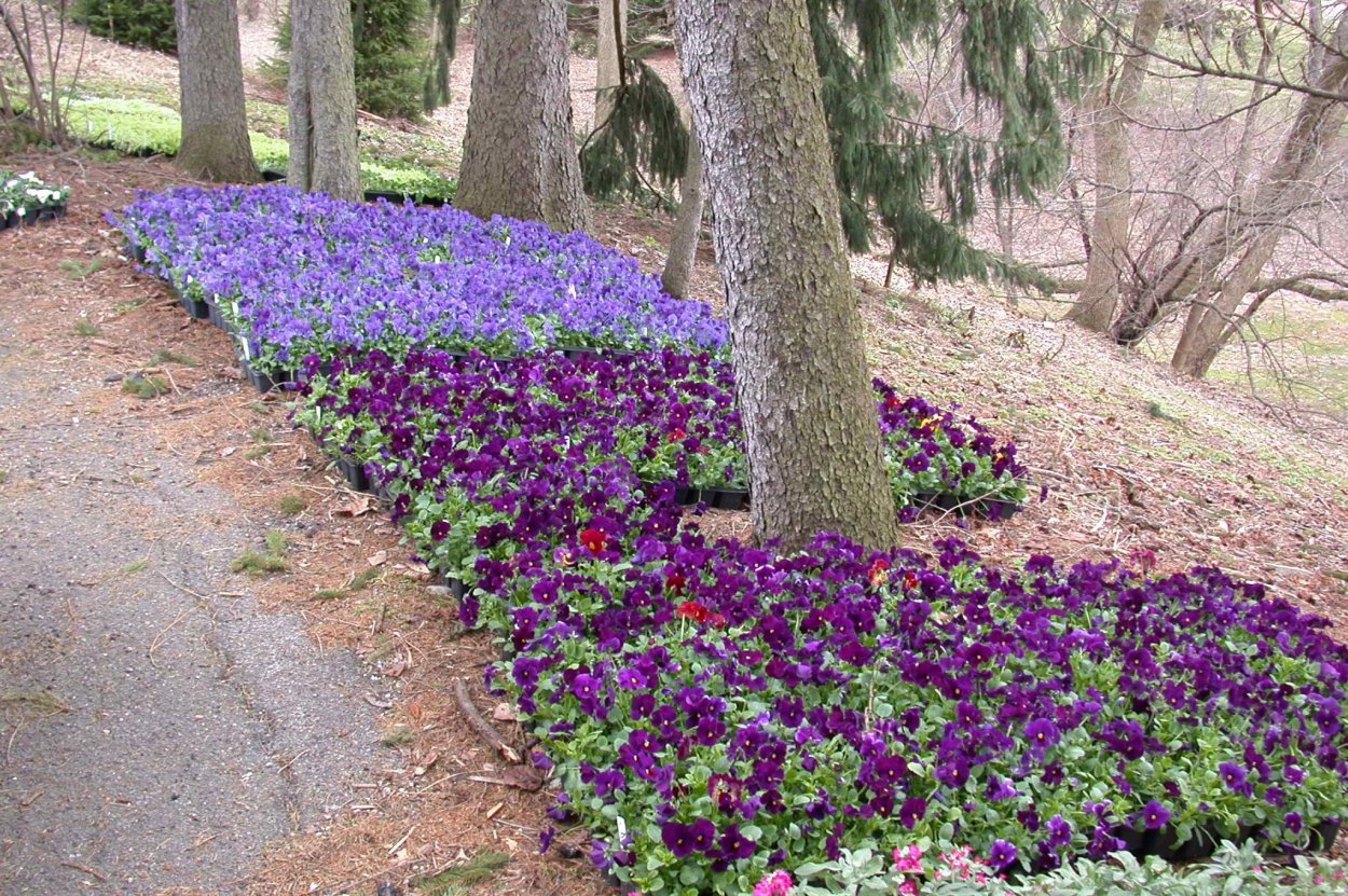 Поле клевера Ирландия