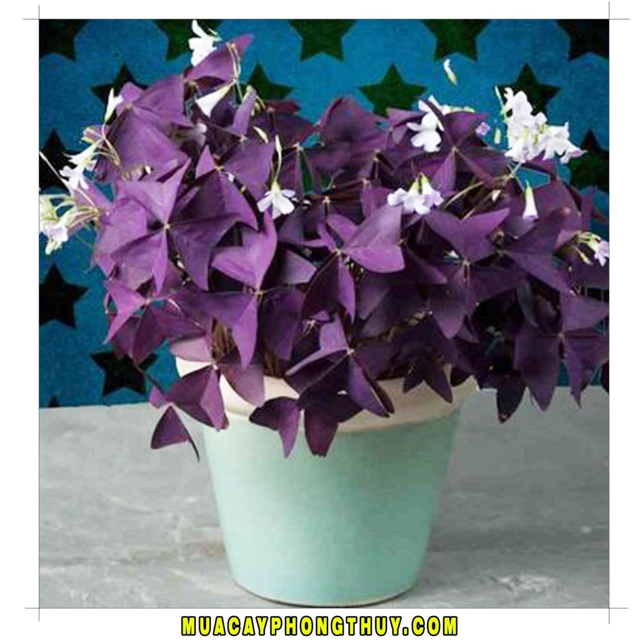Кислица треугольная (Oxalis triangularis)