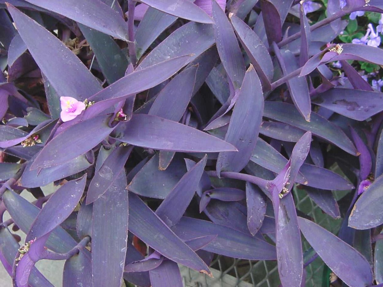 Кислица triangularis