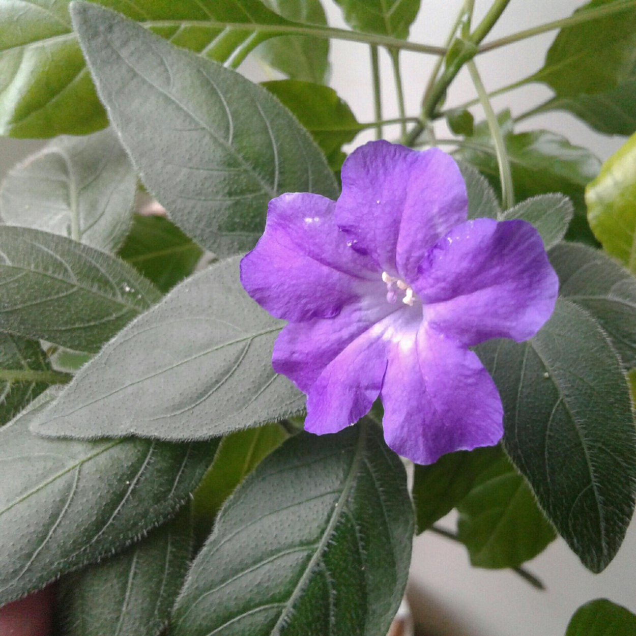 Кислица треугольная (Oxalis triangularis)