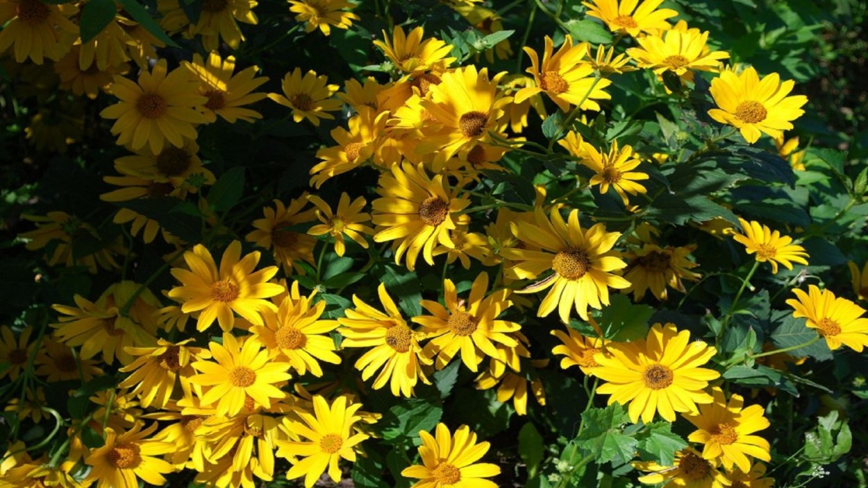 Гелиопсис подсолнечниковидный