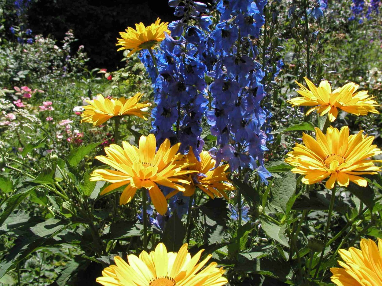 Гелиопсис саммер Найтс