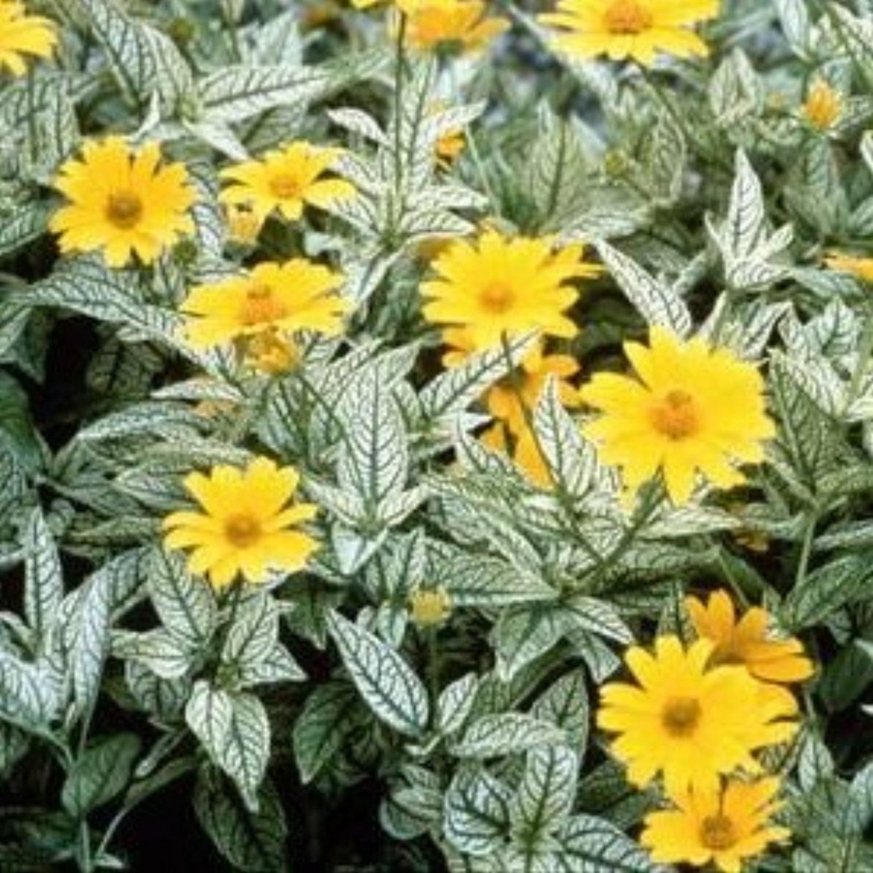 Гелиопсис Лорейн Саншайн