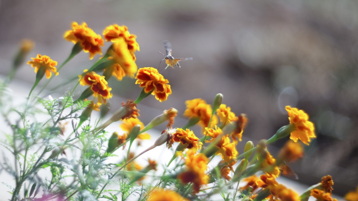 Гелиос цветок многолетник