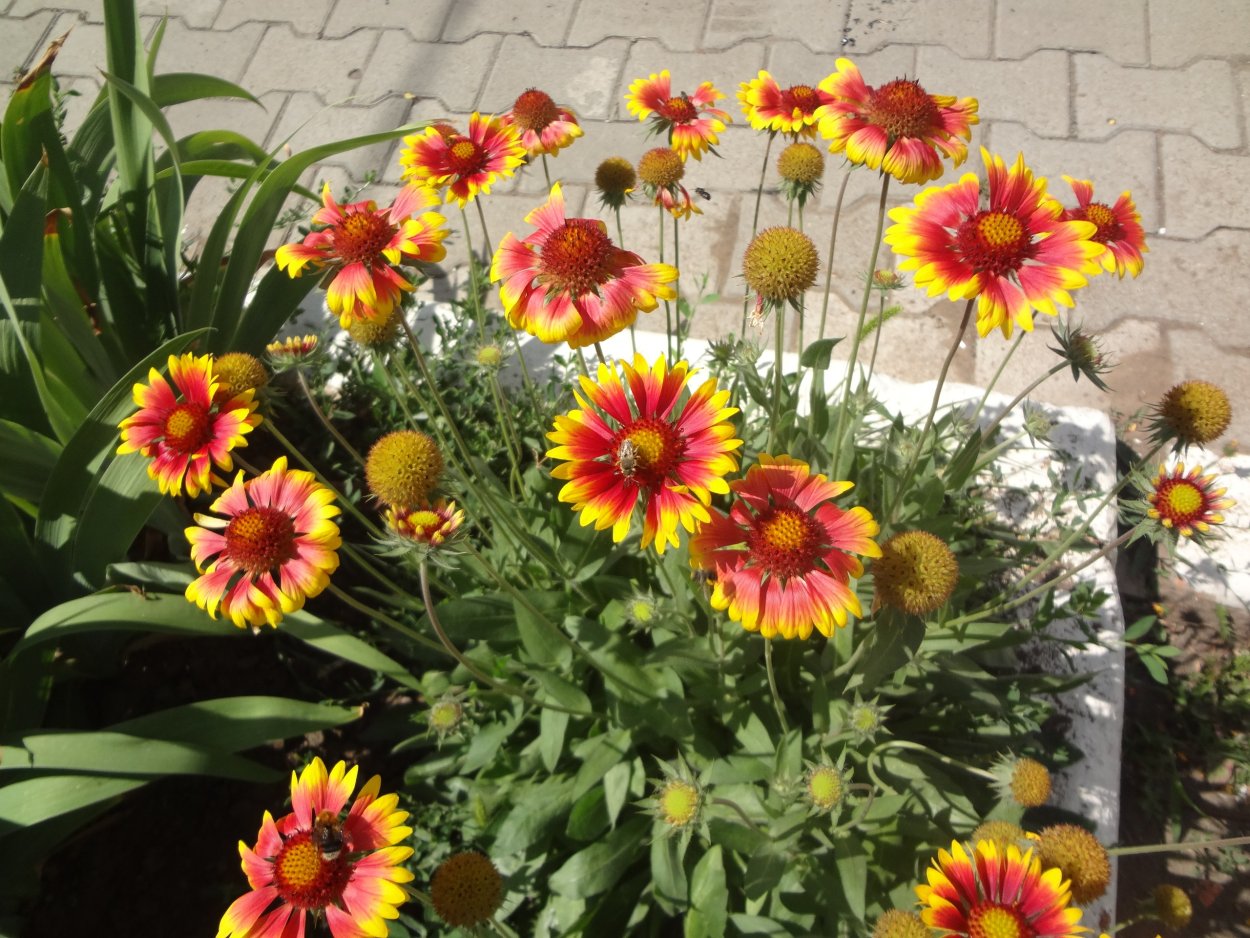 Гайлардия Гелиос многолетняя