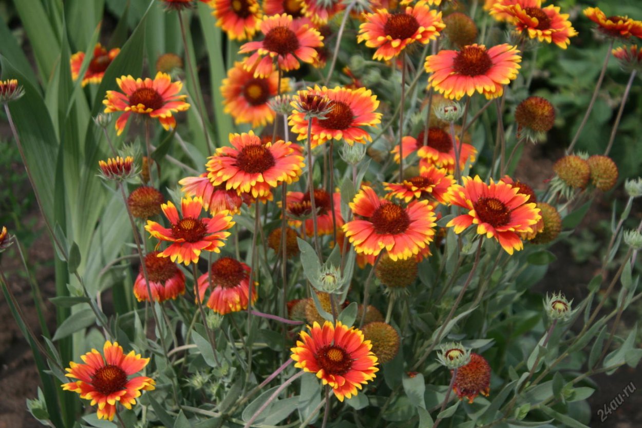 Гайлардия Гелиос многолетняя