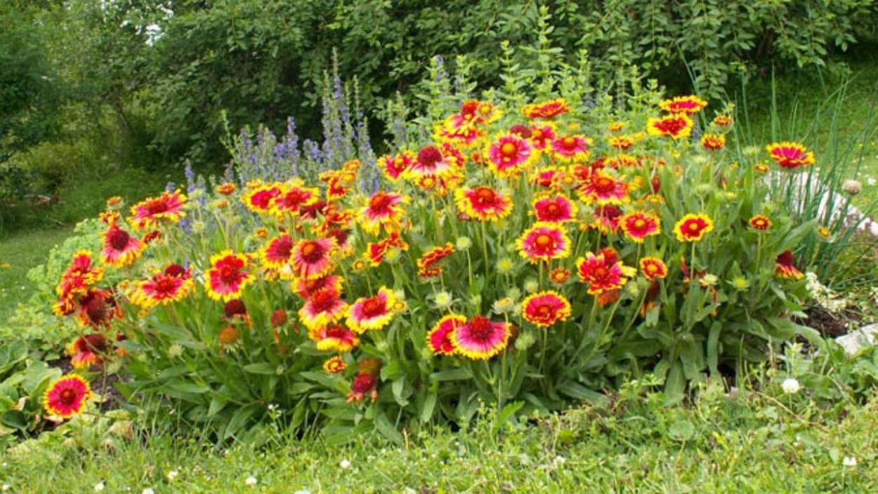 Гайлардия на клумбе