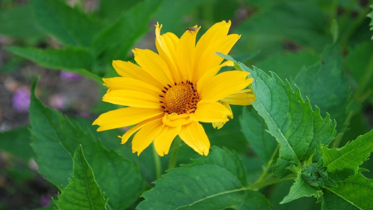 Солнечник шероховатый