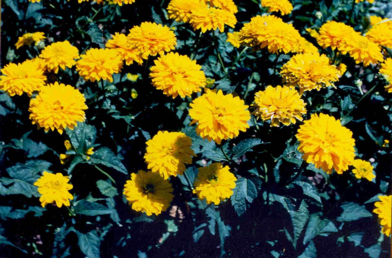 Гелиопсис махровый