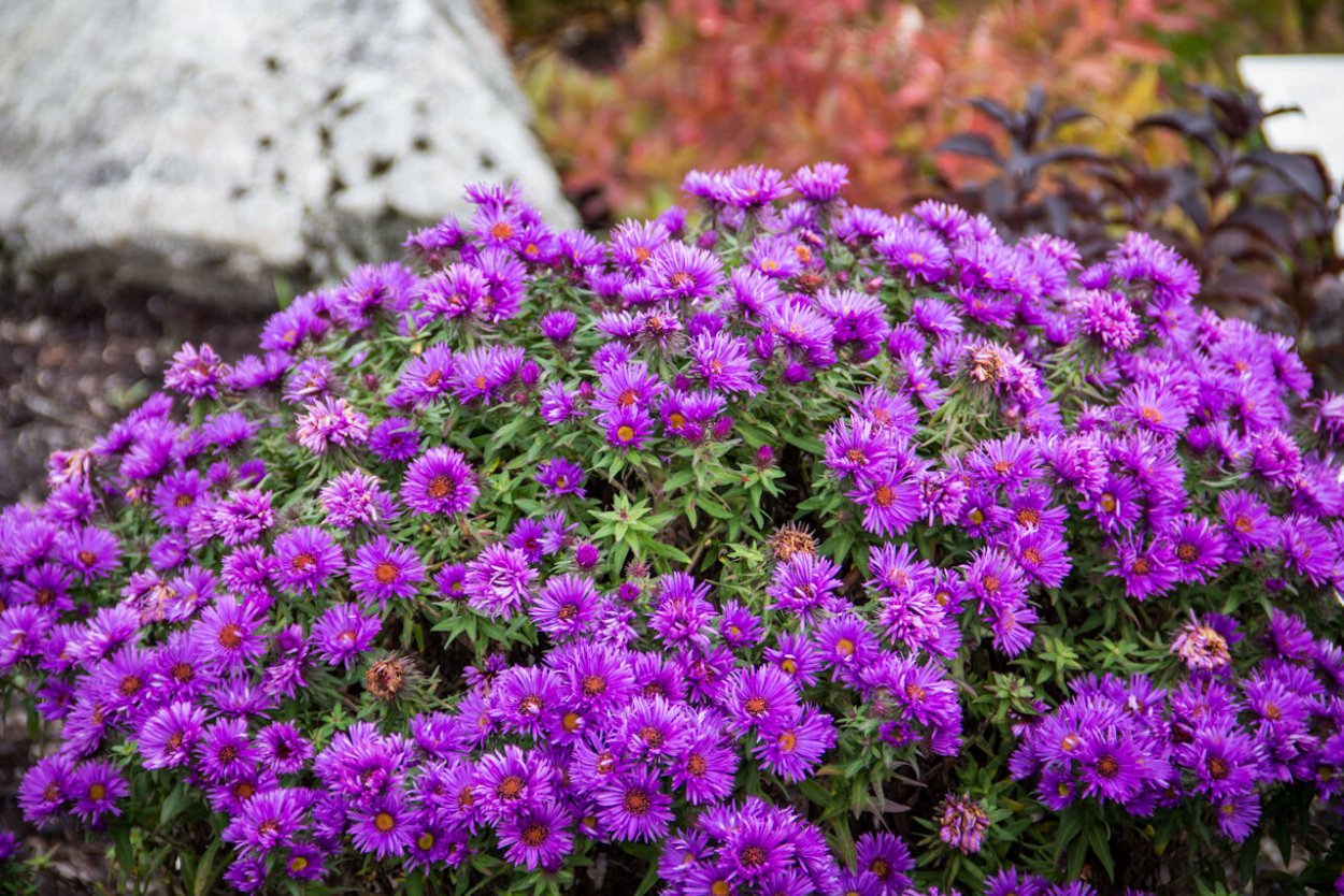 Астра новоанглийская Пурпл Доум