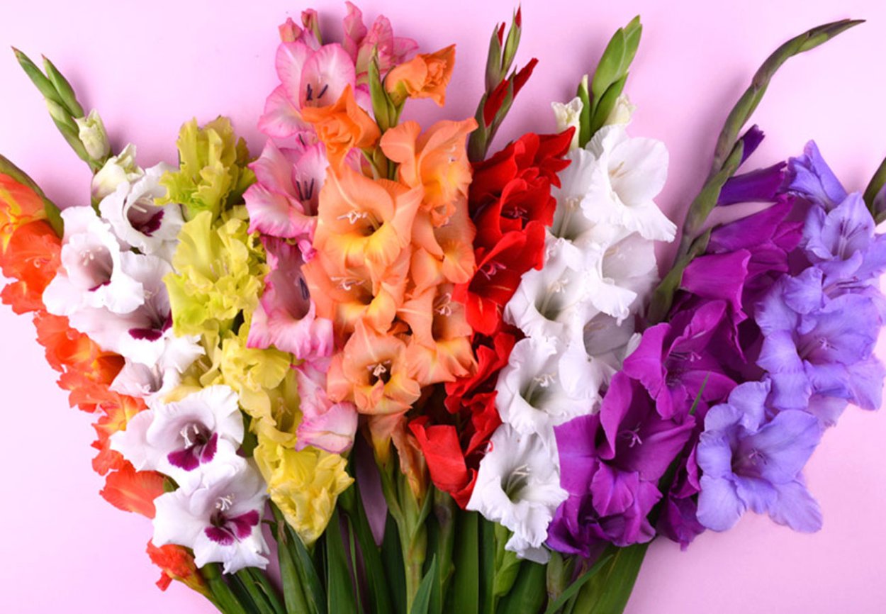 Букет гладиолуса розовый
