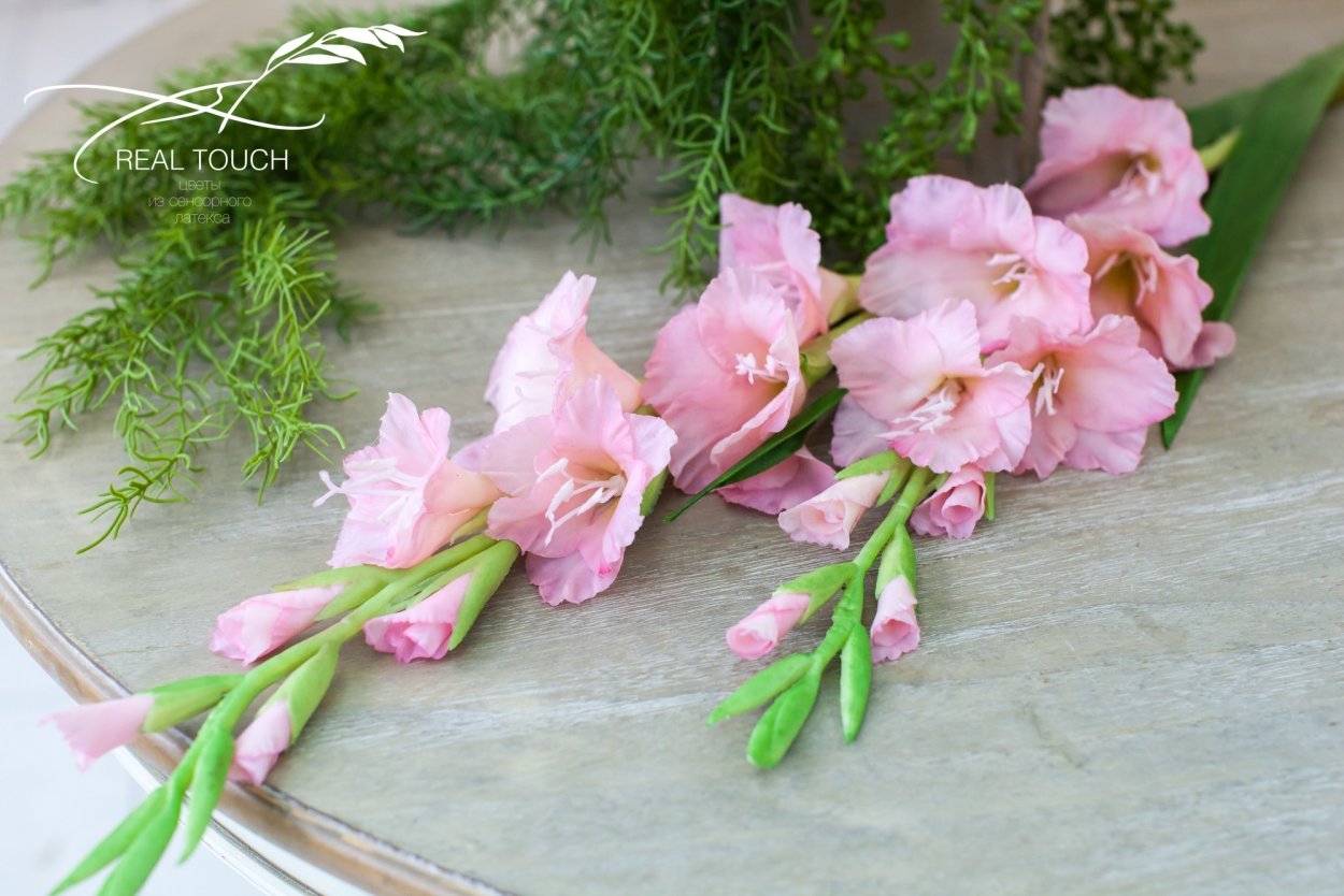 Гладиолусы Гарден вельвет