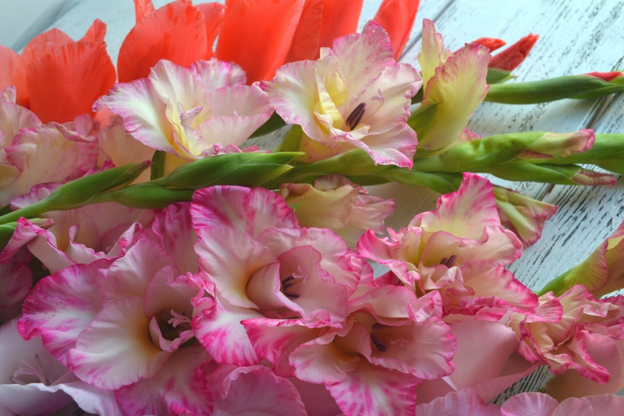 Художник Вера Кавура ирисы