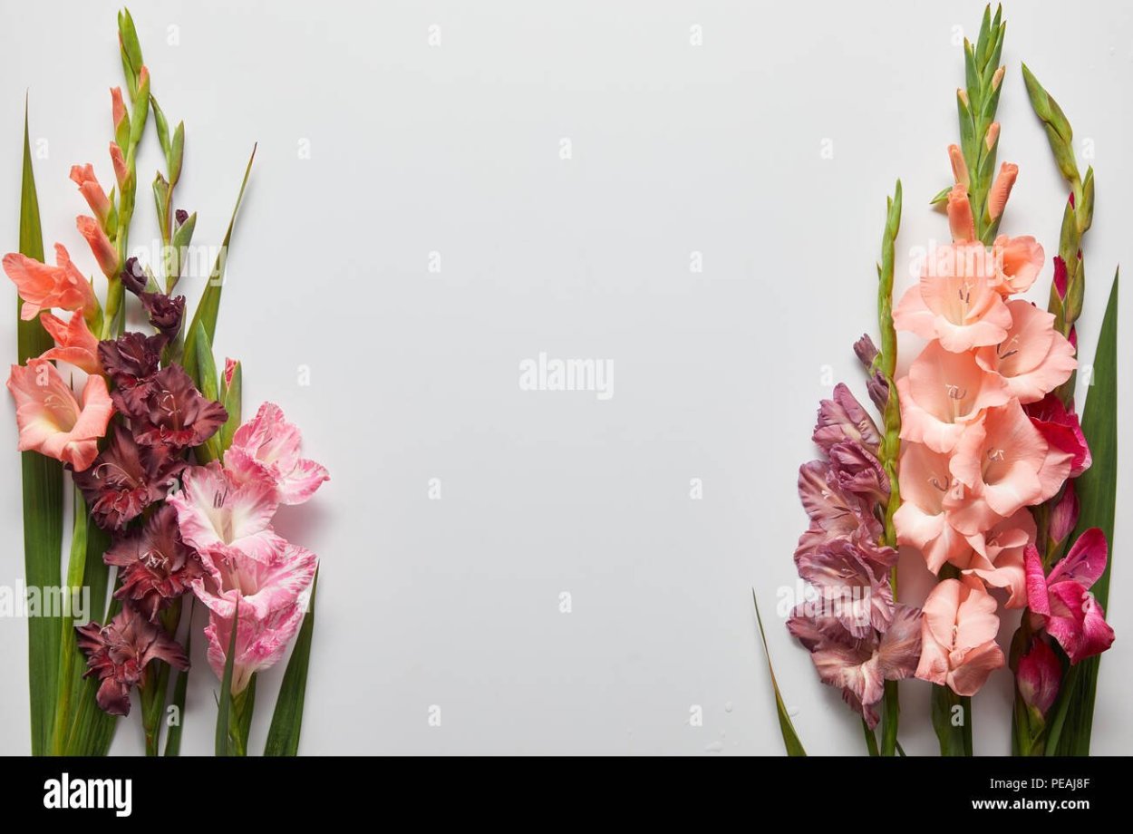 Гладиолус Дон Кихот