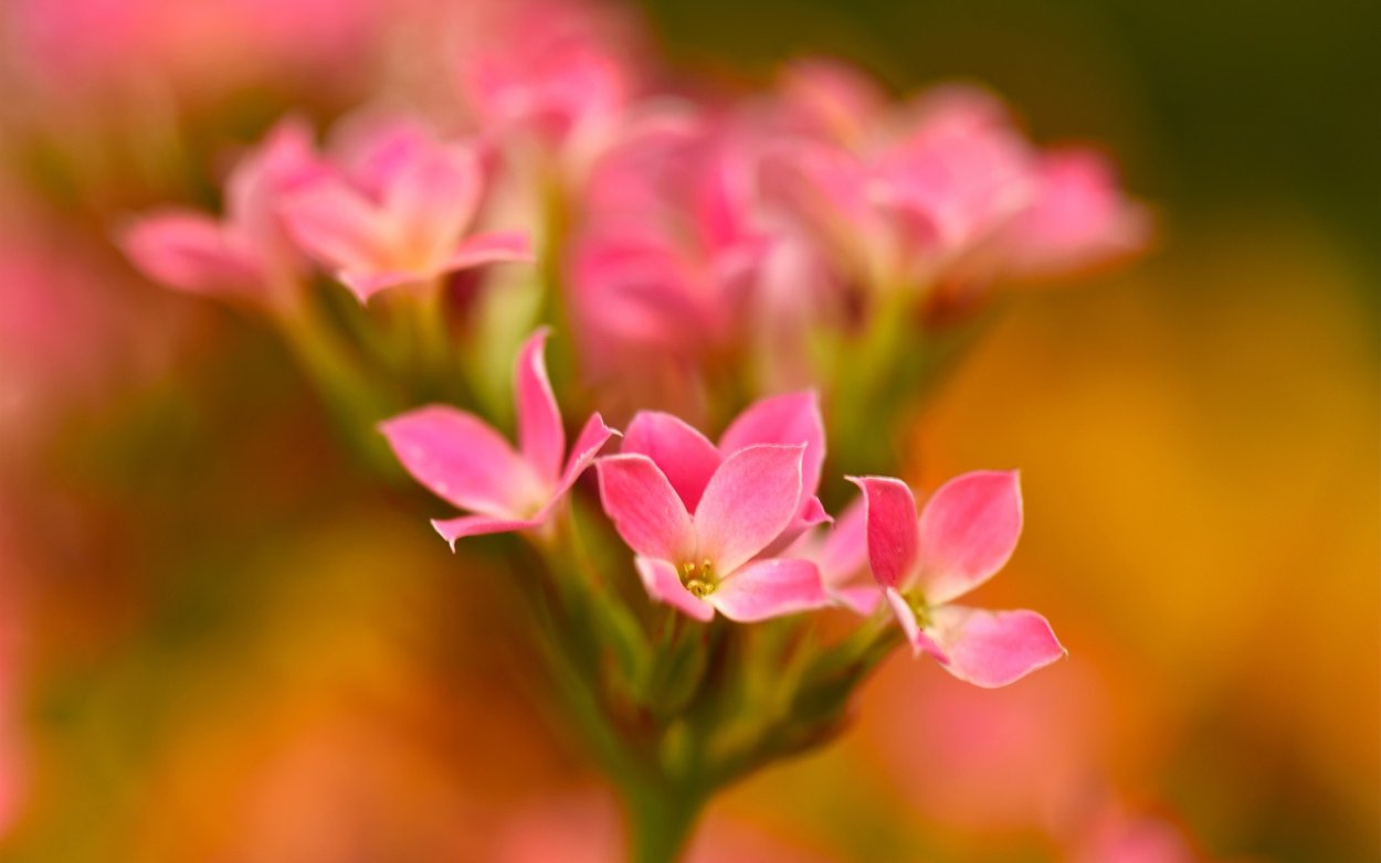 Sedum spurium John Creech