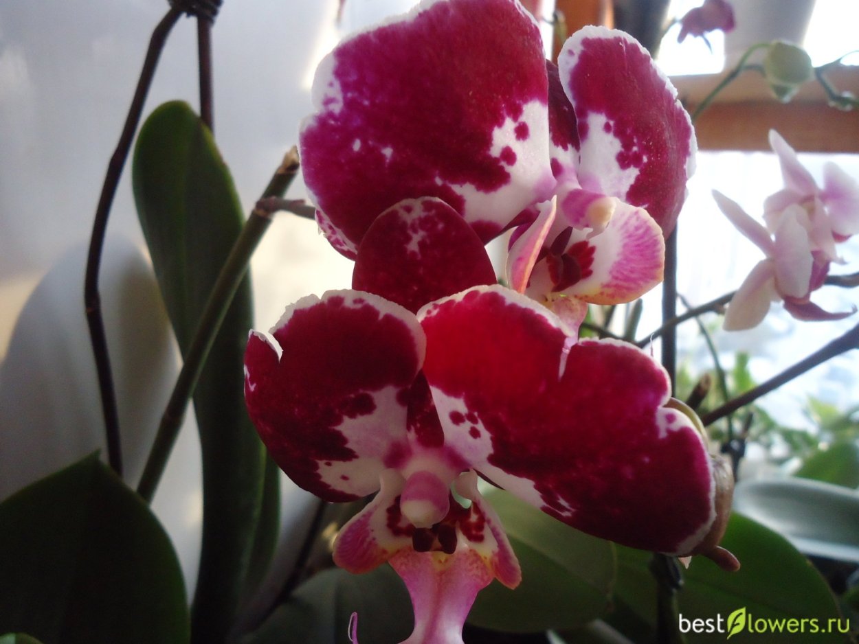 Фаленопсис Блэк фейс