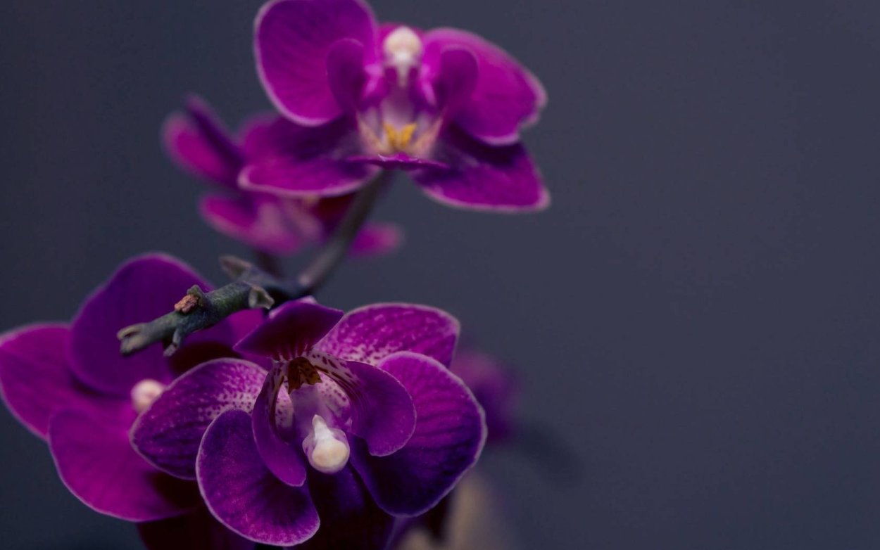 Фаленопсис (Phalaenopsis) – Орхидея
