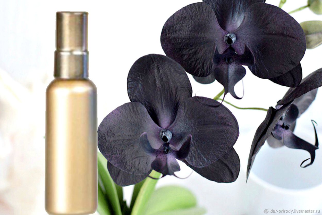 Орхидея вампир