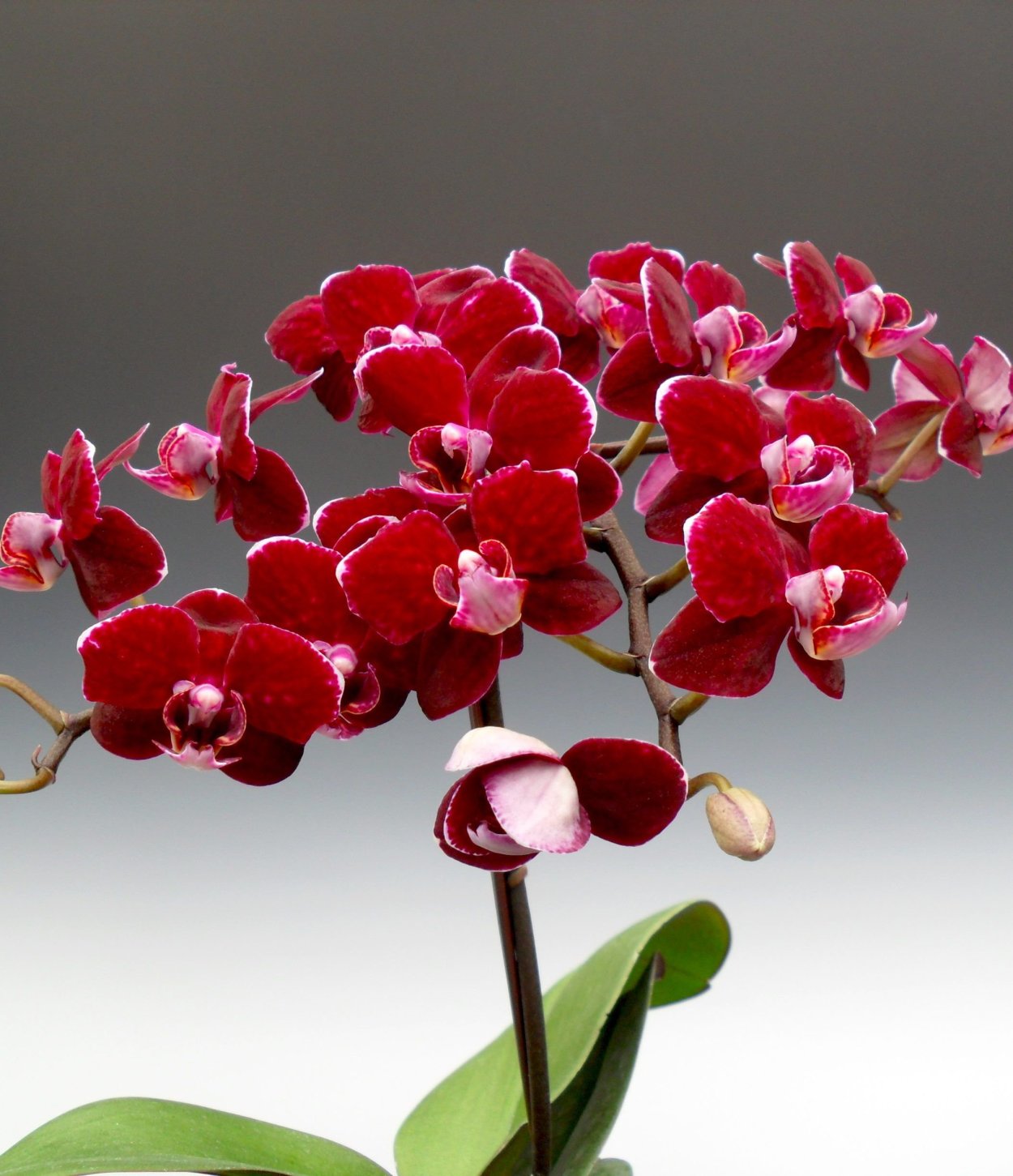 Фаленопсис Фуллер