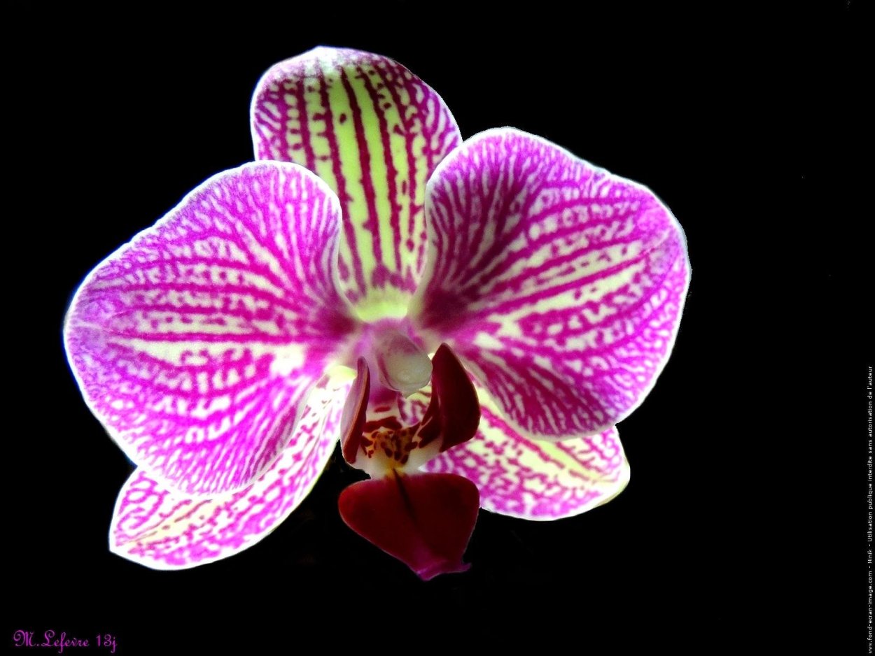 Фаленопсис Блэк Баттерфляй