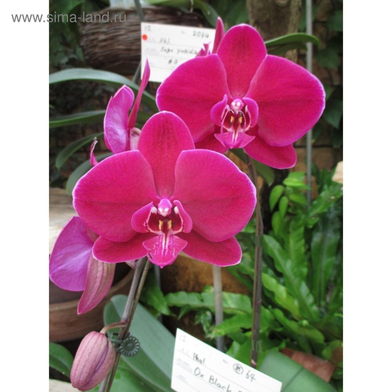 Phal. Ox Black face '1647'