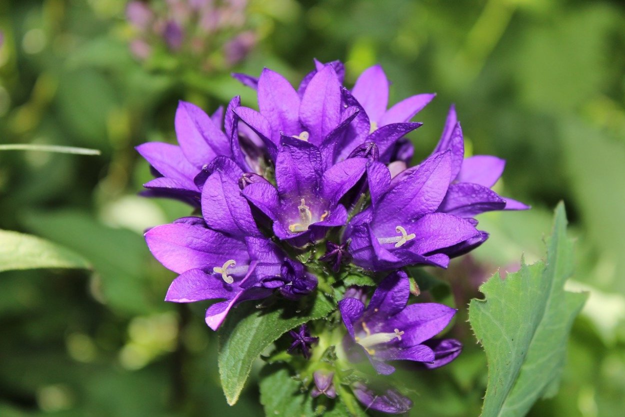 Фиолетовые цветы сорняк