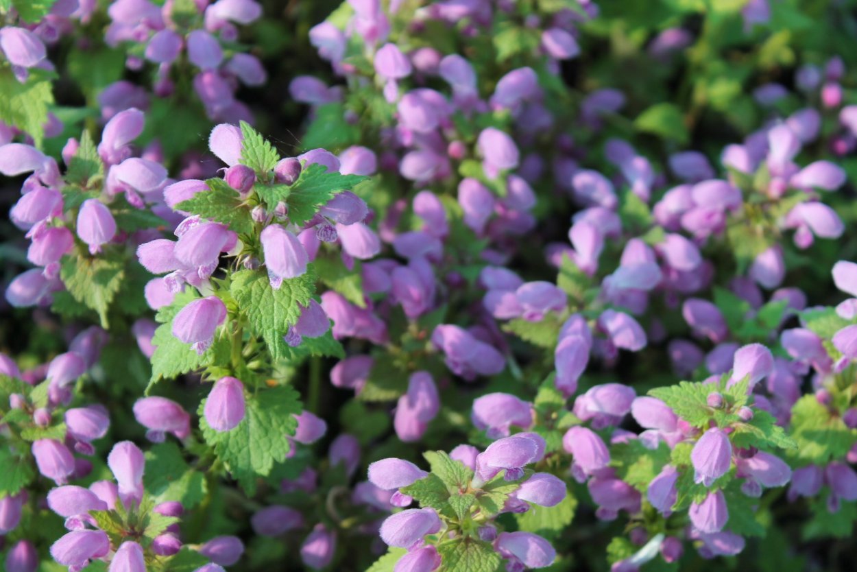 Яснотка пятнистая крапчатая