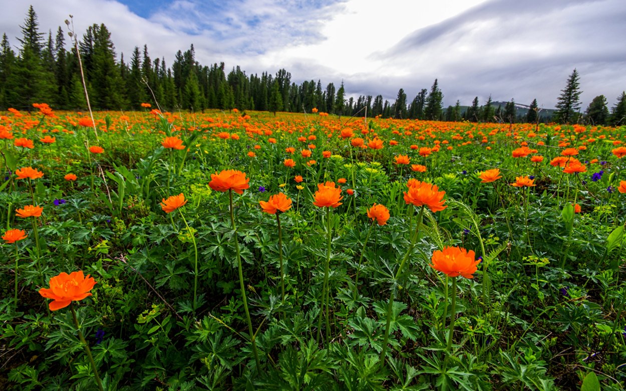 Жарки в Саянах