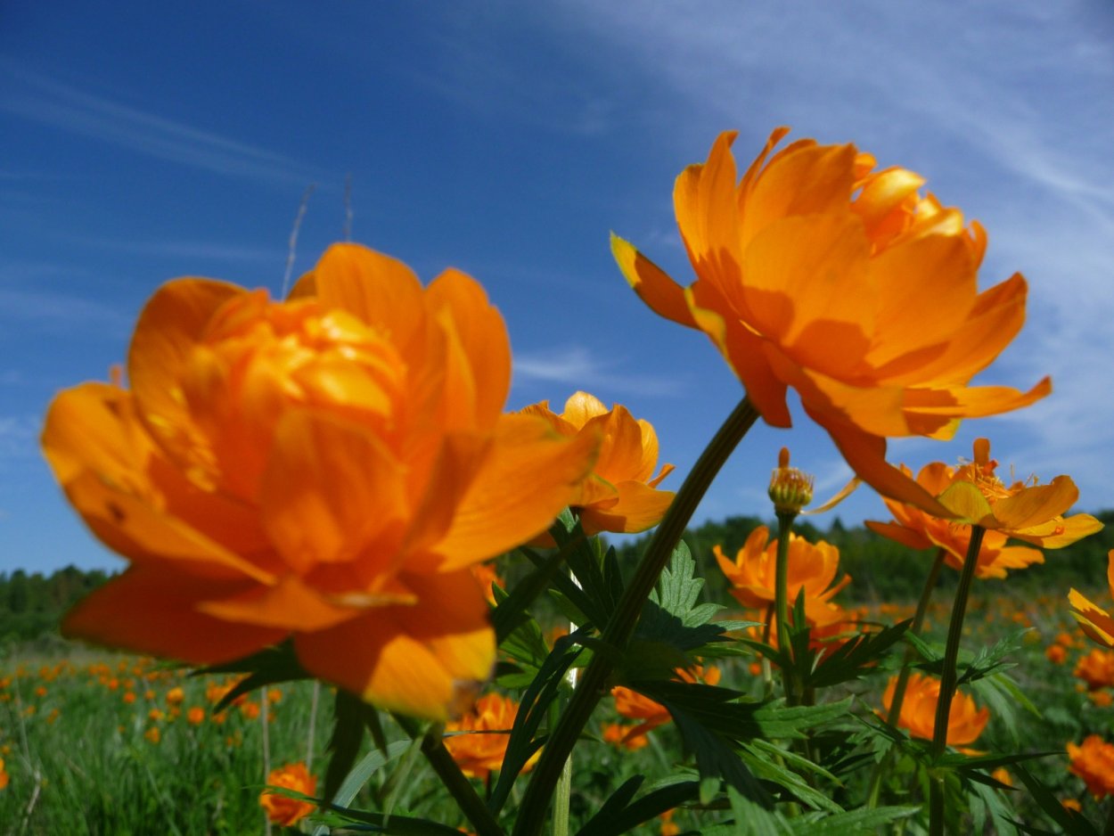 Цветы жарки Сибирские