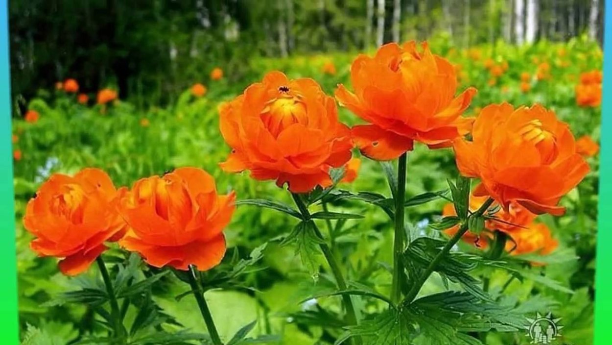 Сибирская купальница азиатская