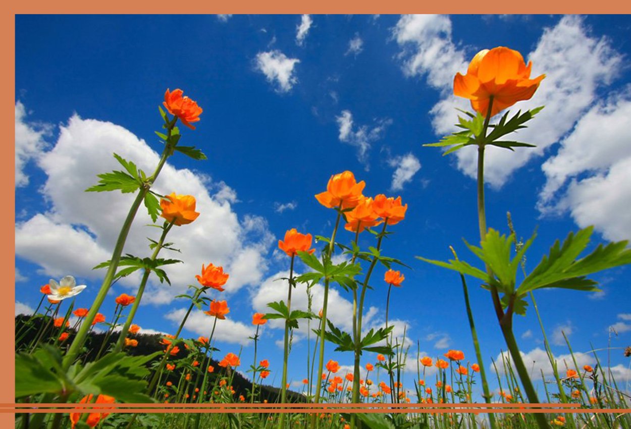 Купальница Сибирская