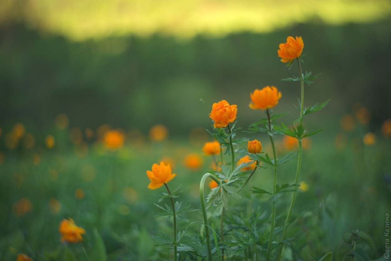 Купальница Алтайская огоньки жарки