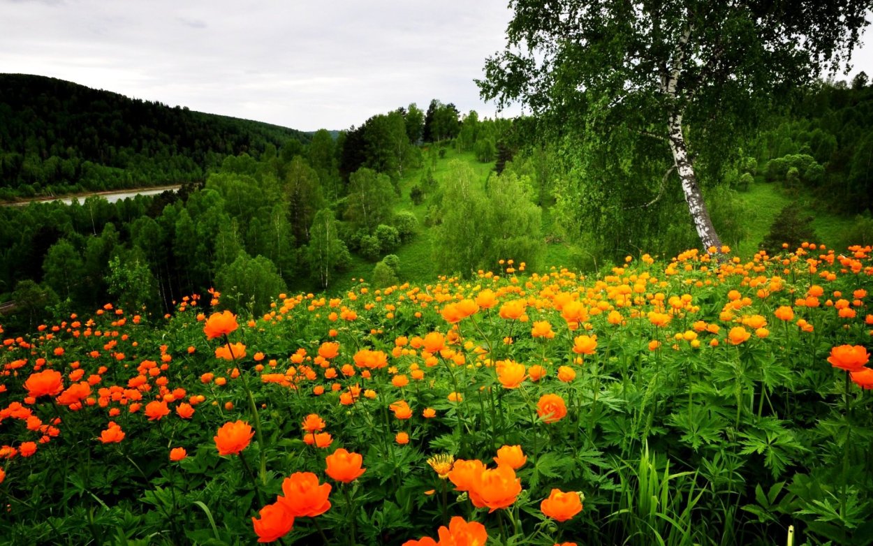 Купальница Горная Шория