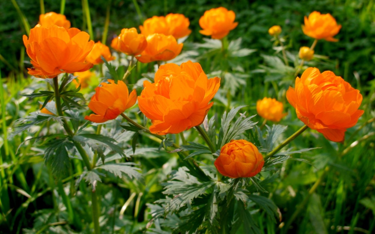 Купальница Сибирская