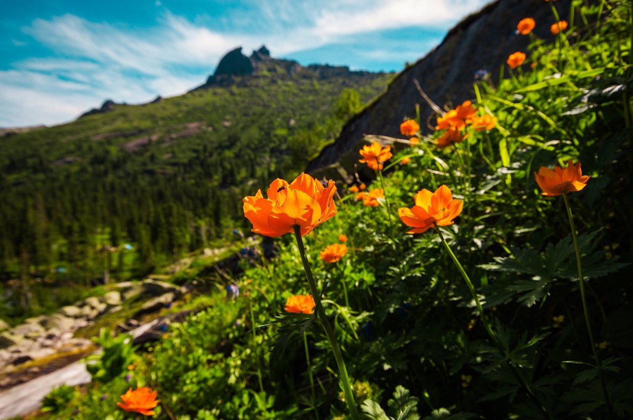 Ергаки цветут жарки
