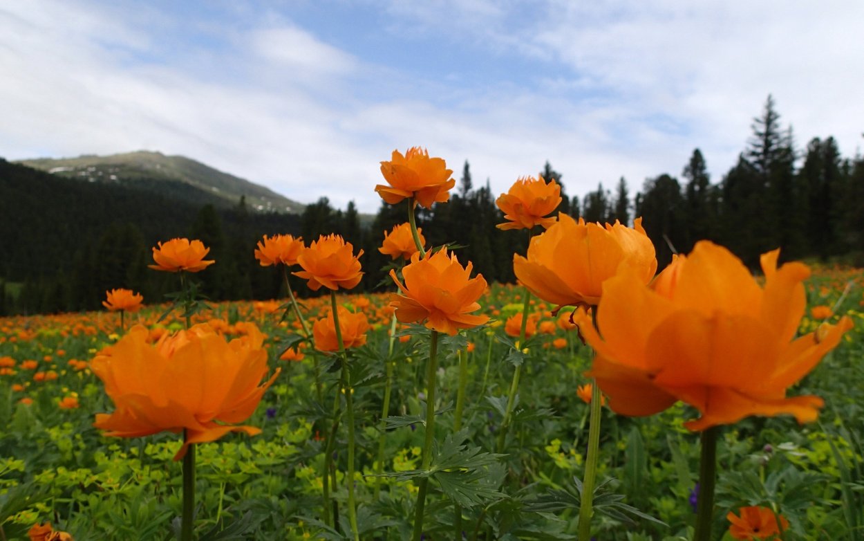 Купальницы горные