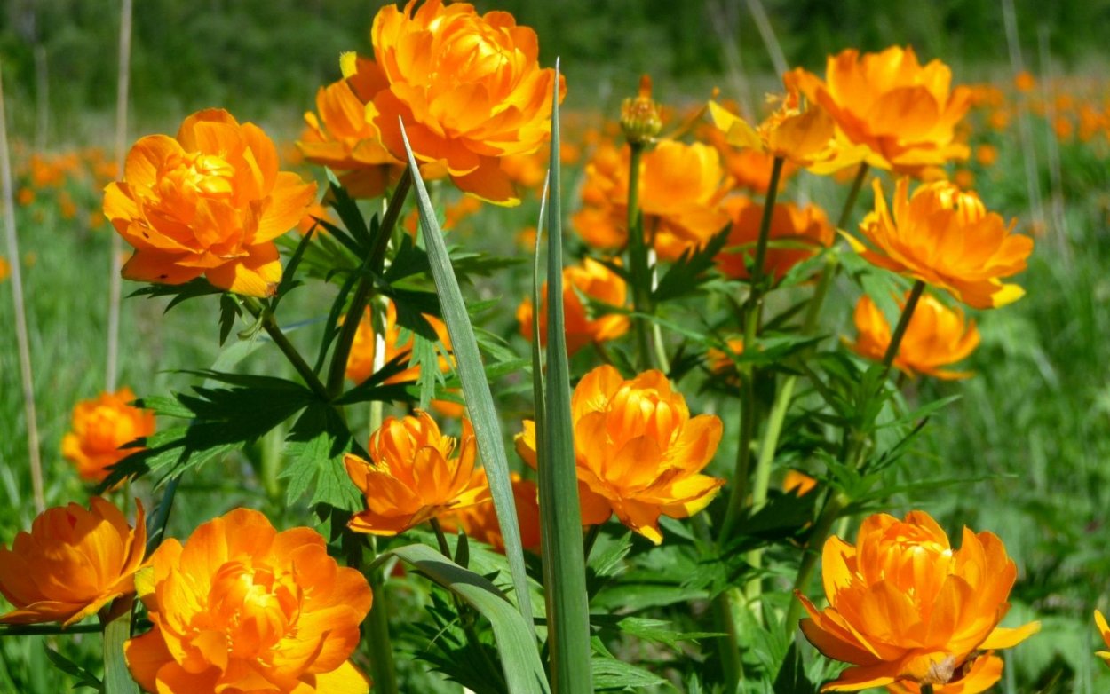 Сибирская купальница жарки