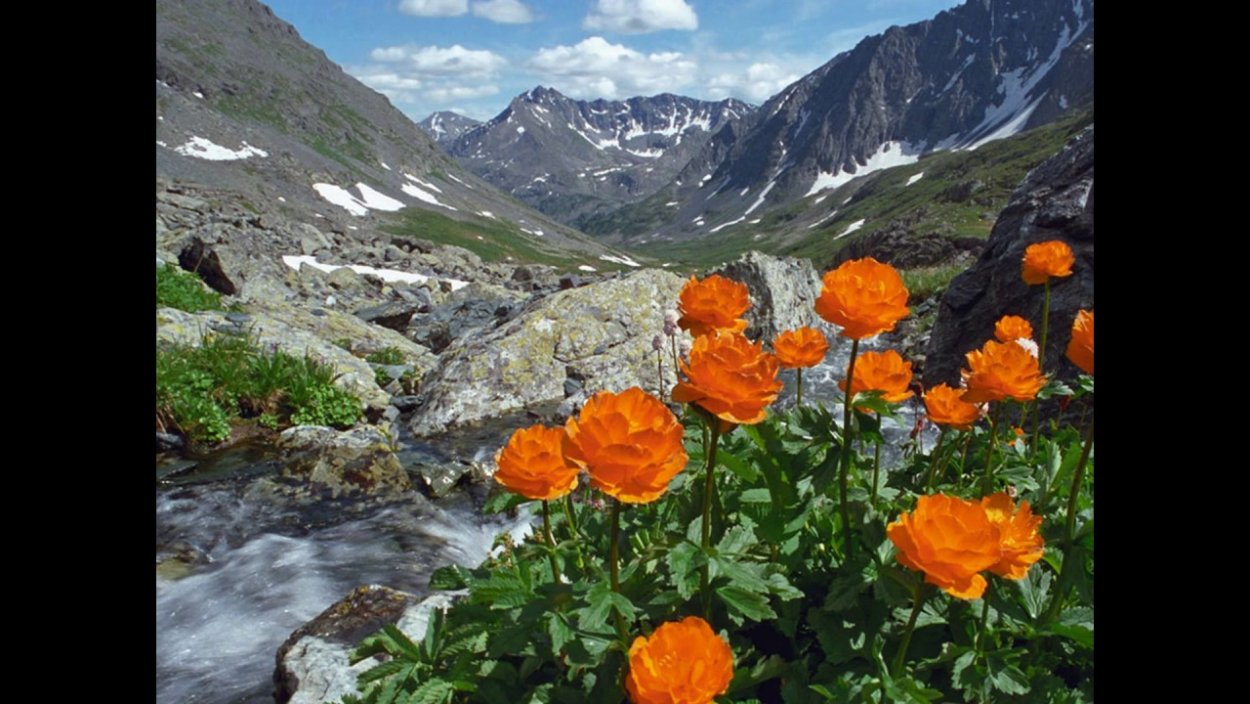 Купальница азиатская на Алтае